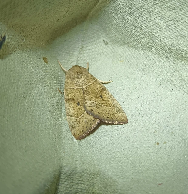 Cosmia trapezina - közönséges lombbagoly