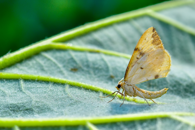 Eulithis pyraliata - sárga galajaraszoló
