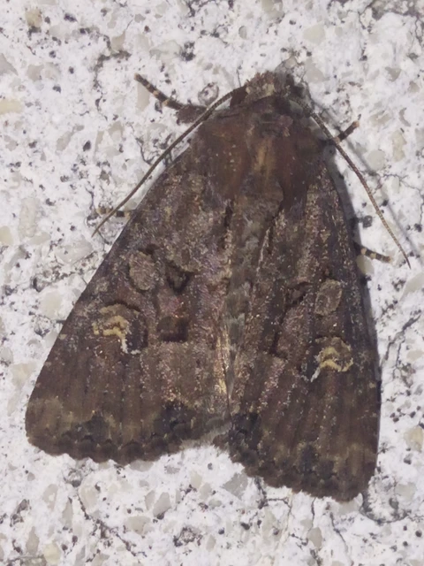 Mesapamea secalella/secalis