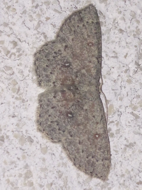 Cyclophora pendularia - fűzfa-pettyesaraszoló