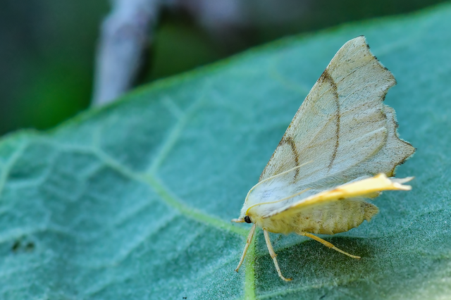 Ennomos erosaria - hársfa-levélaraszoló