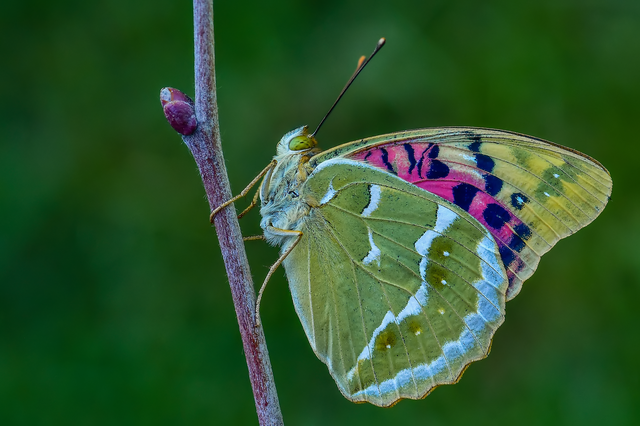 Argynnis pandora - zöldes gyöngyházlepke