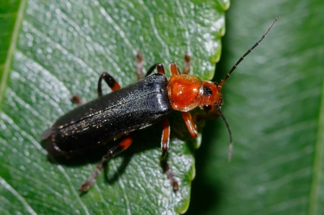 Cantharis livida - mezei lágybogár