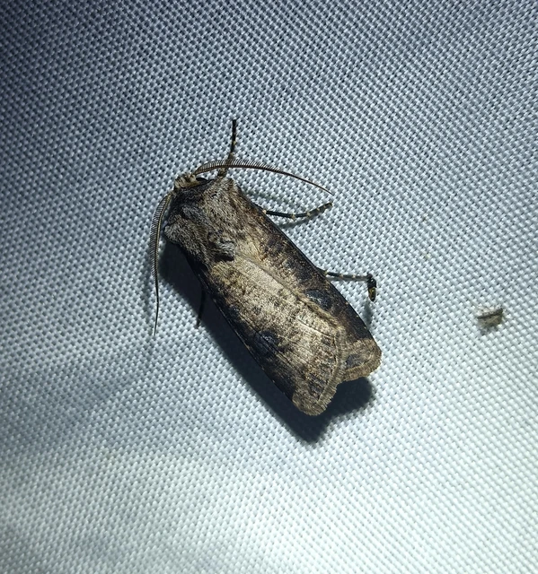 Agrotis clavis - zömök földibagoly