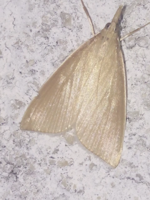 Sclerocona acutellus - hegyesszárnyú tűzmoly