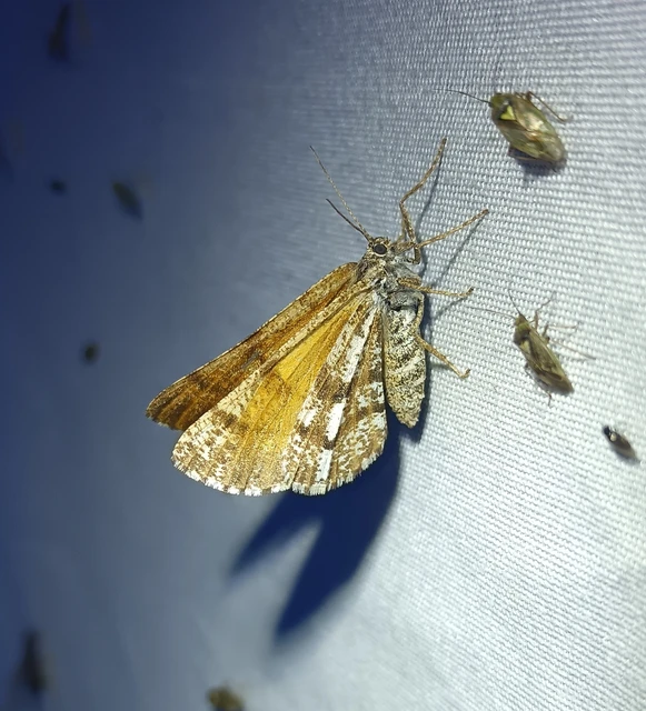 Bupalus piniaria - fenyőaraszoló