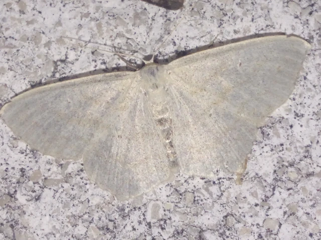 Scopula nigropunctata - feketepettyes araszoló