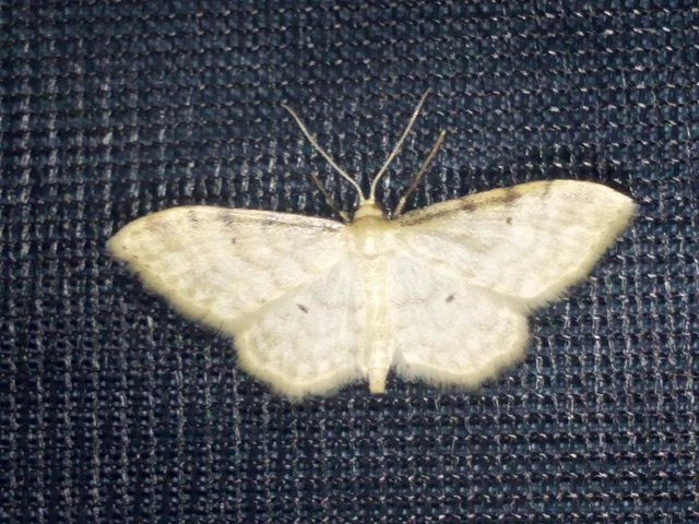 Idaea fuscovenosa - szürkeszélű apróaraszoló