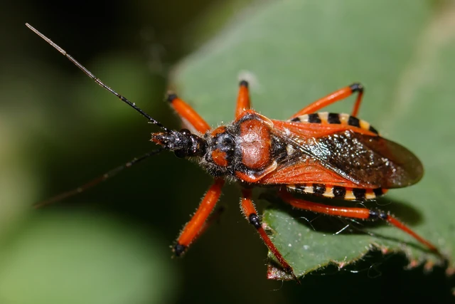 Rhynocoris iracundus - közönséges gyilkospoloska
