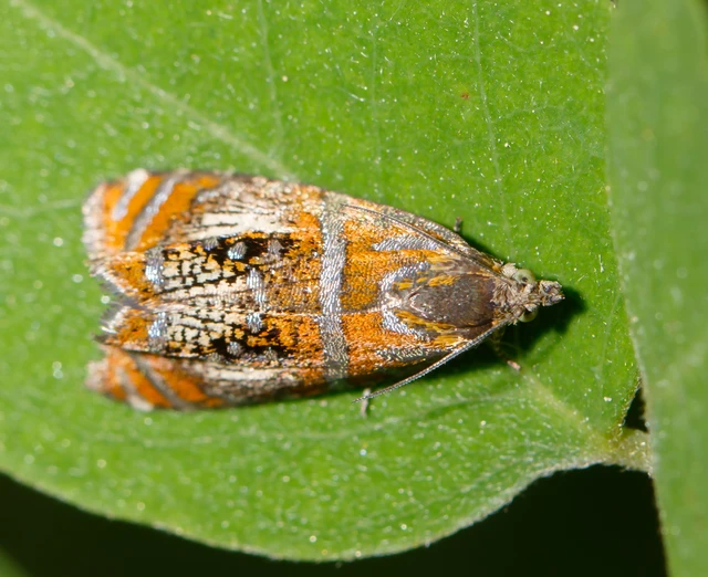 Olethreutes arcuella - avarevő tükrösmoly