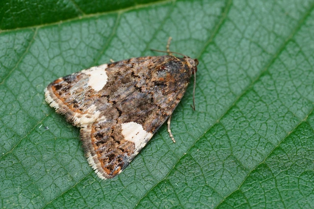Tyta luctuosa - fekete nappalibagoly