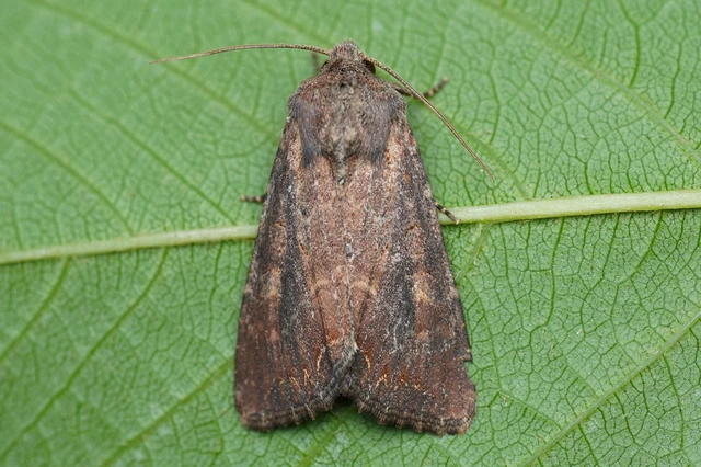 Lacanobia suasa - tarka kertibagoly