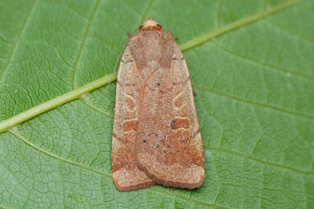 Noctua comes - kis sárgafűbagoly