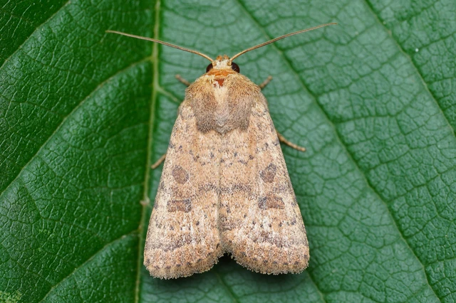 Hoplodrina octogenaria - barna selymesbagoly