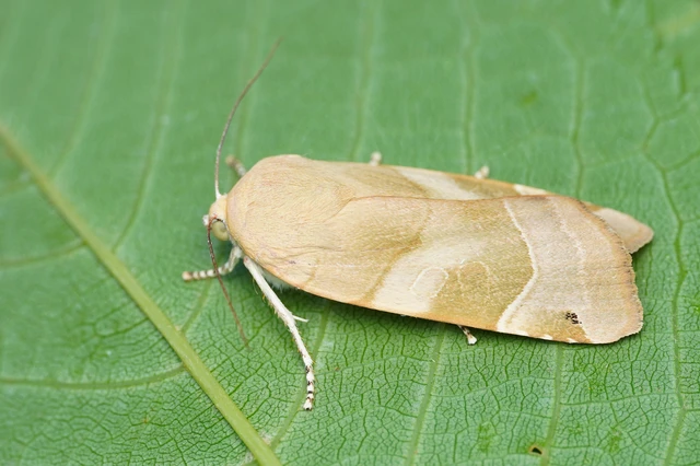 Noctua fimbriata - szélessávú sárgafűbagoly
