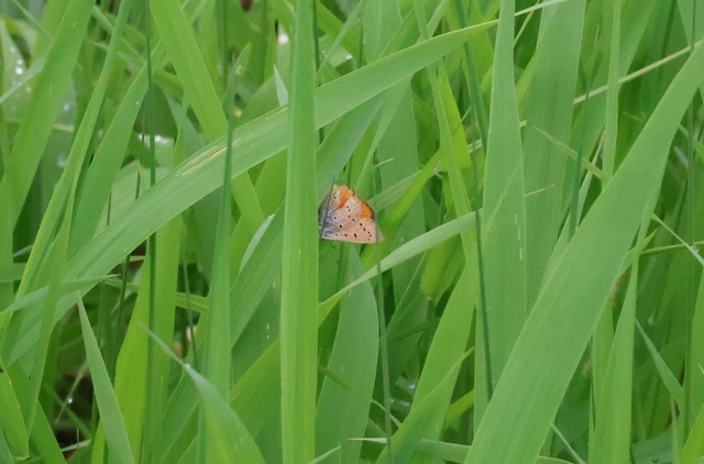 Lycaena dispar rutilus - nagy tűzlepke