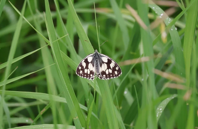 Melanargia galathea - sakktáblalepke