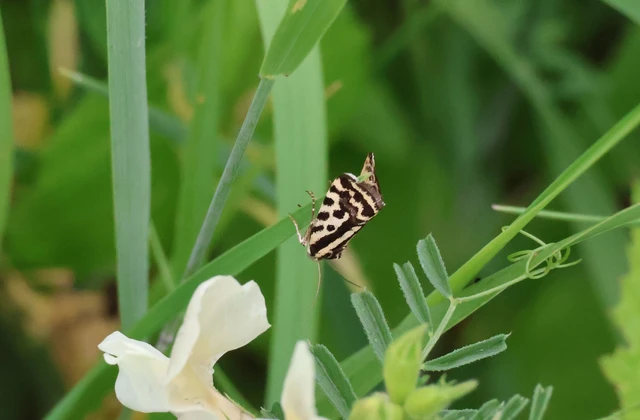 Emmelia trabealis - zebrabagoly
