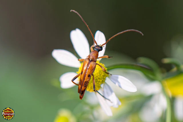 Stenurella septempunctata - hétpettyes karcsúcincér