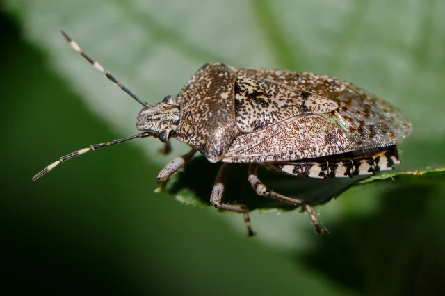 Rhaphigaster nebulosa - bencepoloska Rhaphigaster nebulosa - bencepoloska