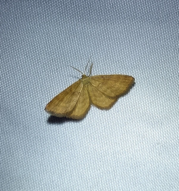 Idaea serpentata - kis sávosaraszoló