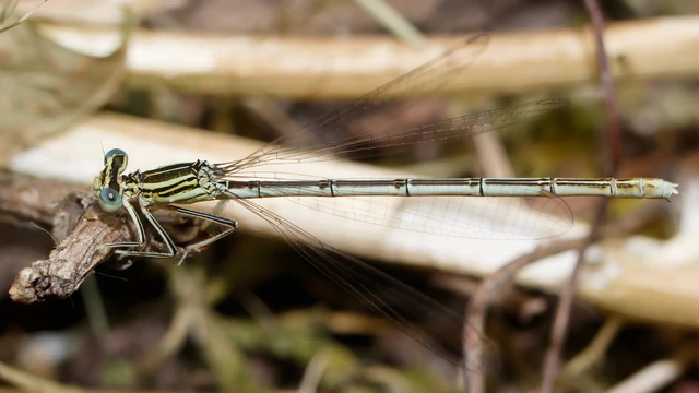 Platycnemis pennipes - széleslábú szitakötő