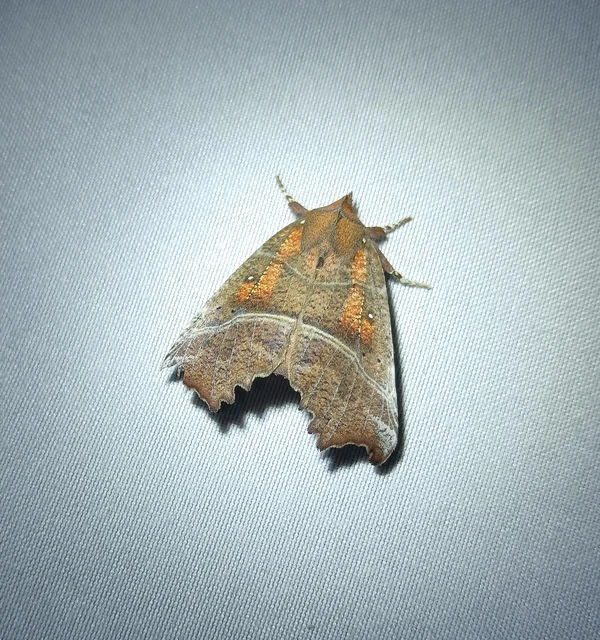 Scoliopteryx libatrix - vörös csipkésbagoly