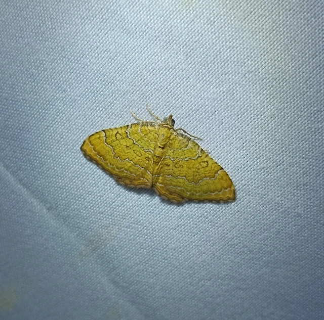 Camptogramma bilineata - kétvonalas sávosaraszoló