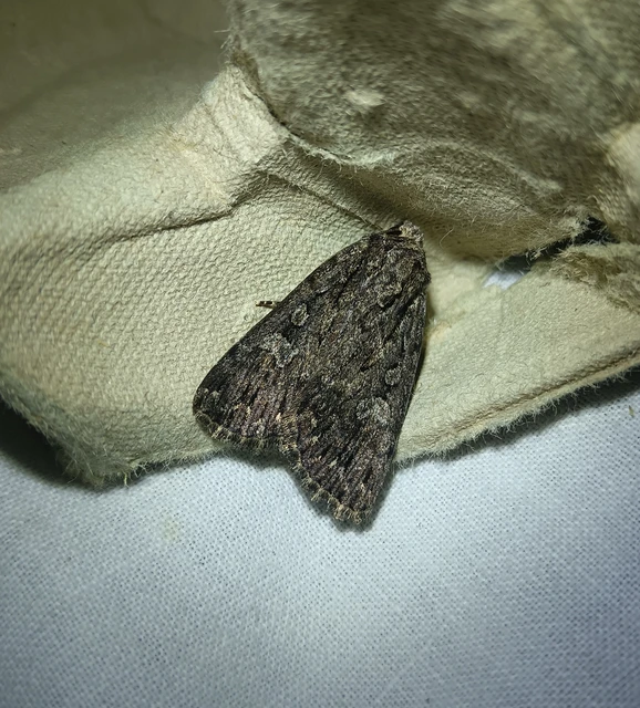Dichagyris nigrescens - sötét földibagoly