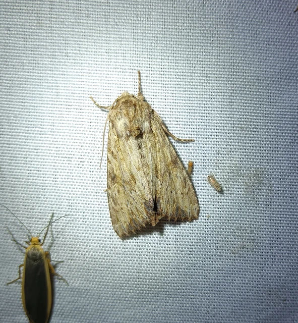 Apamea sublustris - sárgás dudvabagoly