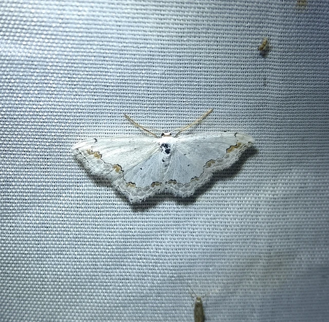 Scopula ornata - díszes fehéraraszoló