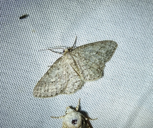Ectropis crepuscularia - avararaszoló
