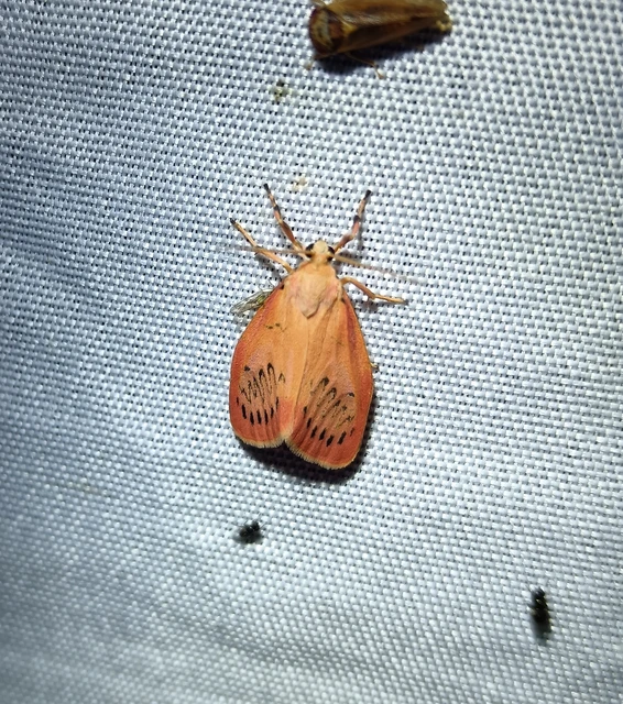 Miltochrista miniata - piros medvelepke