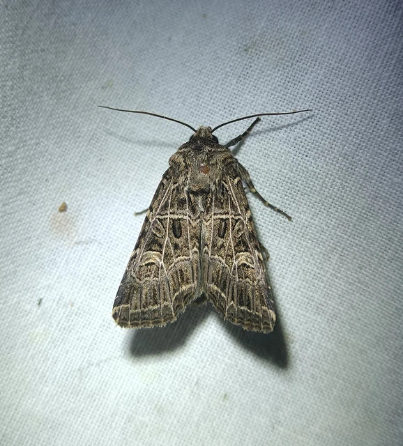 Heliophobus reticulata - fehéreres kertibagoly