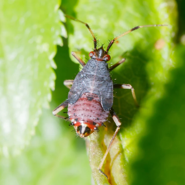 Deraeocoris ruber - vöröses mezeipoloska