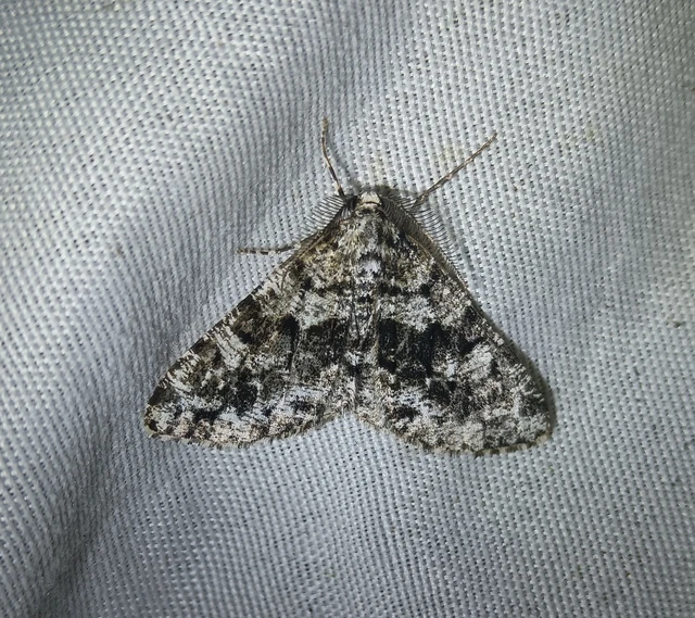 Fagivorina arenaria - bükkfaaraszoló