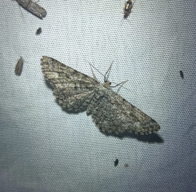 Paraboarmia viertlii - magyar faaraszoló