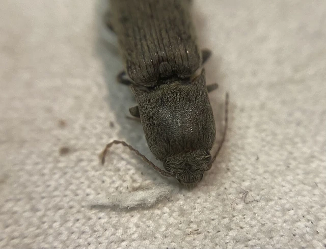 Agriotes modestus - szürke pattanó
