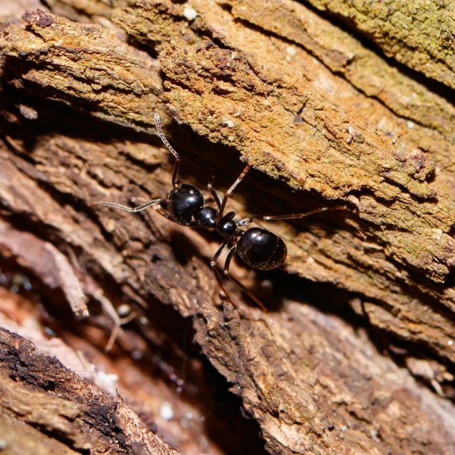 Lasius fuliginosus - kartonépítő fahangya