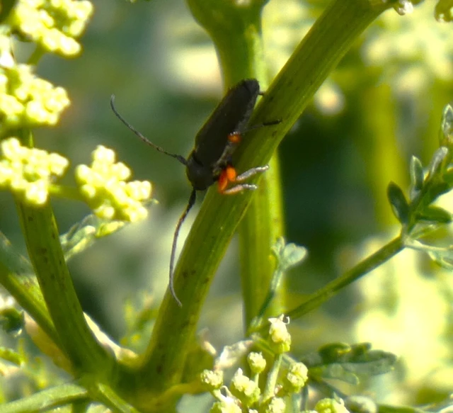 Phytoecia