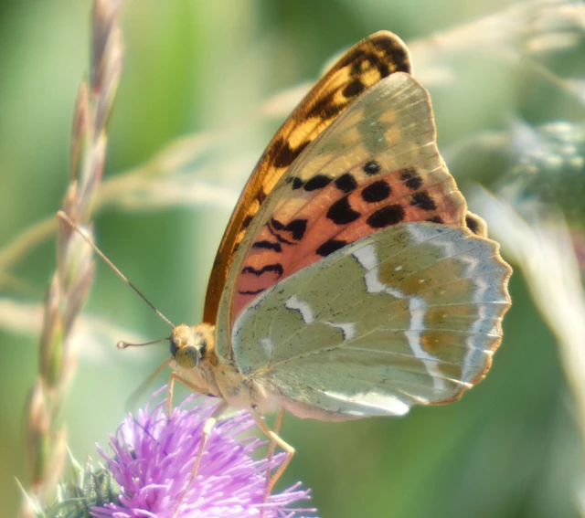 Argynnis pandora - zöldes gyöngyházlepke