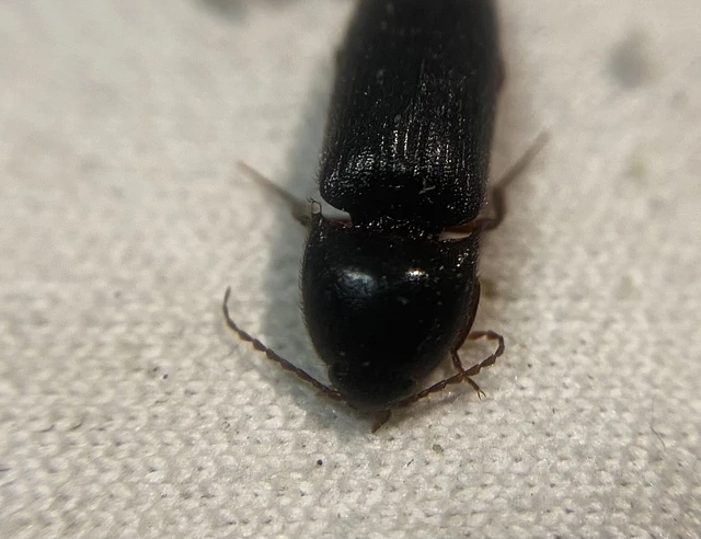 Reitterelater dubius - halvány pattanó