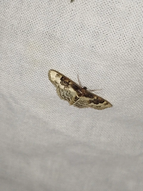 Idaea rusticata - tarka apróaraszoló