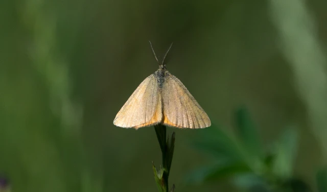 Lythria purpuraria - bíborsávos araszoló