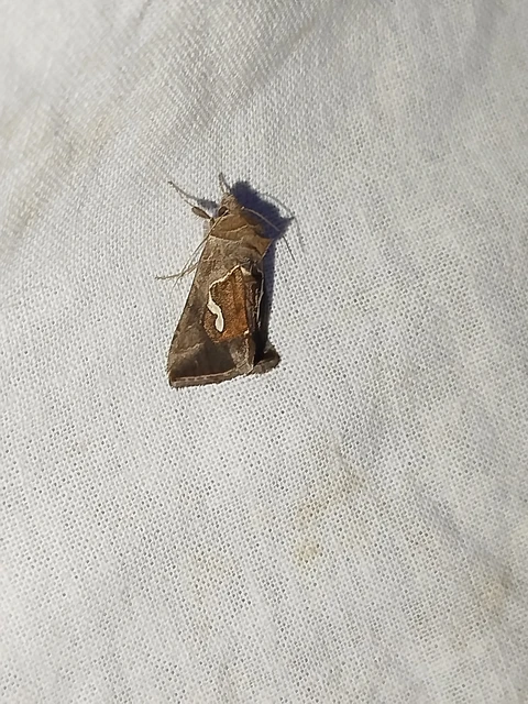 Macdunnoughia confusa - cseppfoltos ezüstbagoly