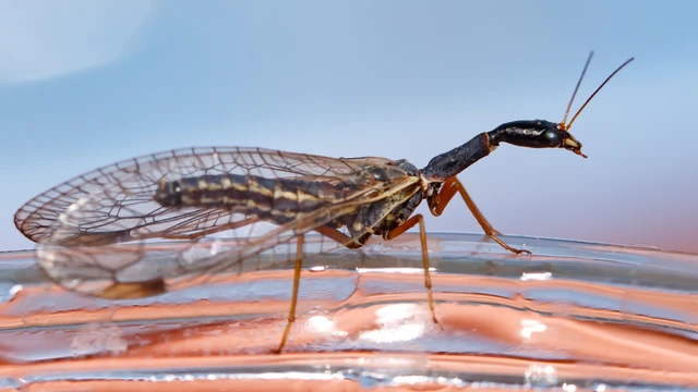 Raphidioptera - Tevenyakú-fátyolkák