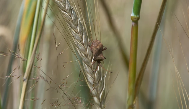 Coreus marginatus - közönséges karimáspoloska