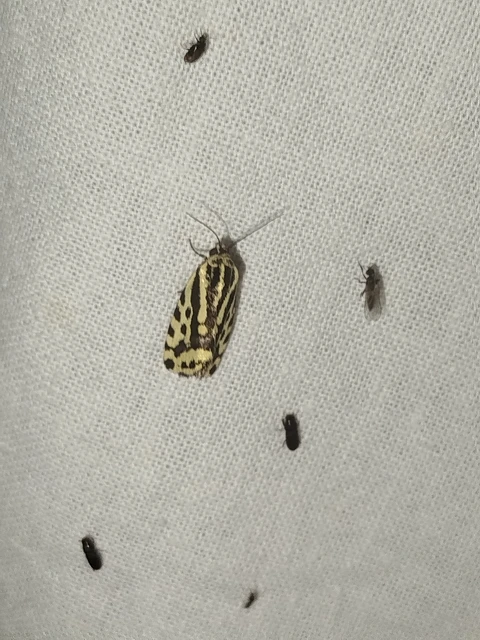 Emmelia trabealis - zebrabagoly