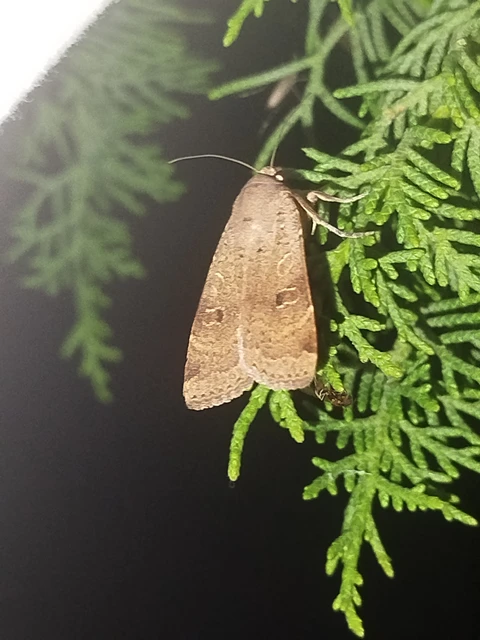 Noctua comes - kis sárgafűbagoly
