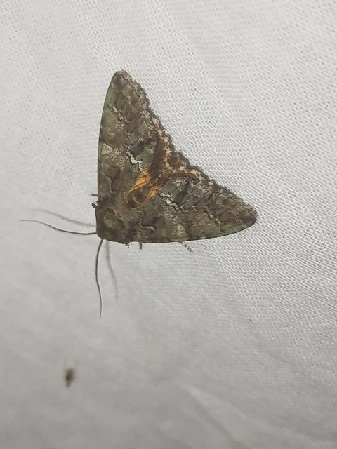 Polyphaenis sericata - selyemfényű erdeibagoly